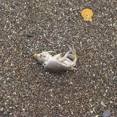 GirlsWildCat 055 : GirlsWildCat